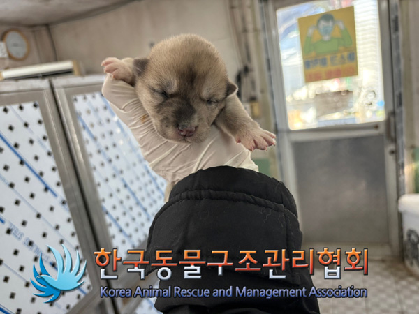 한국동물구조관리협회_441560202401369