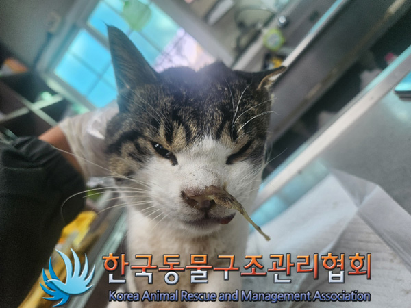 한국동물구조관리협회_441382202400816