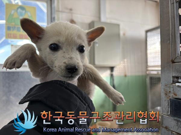 한국동물구조관리협회_441560202401375
