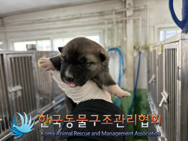 한국동물구조관리협회_441560202401370