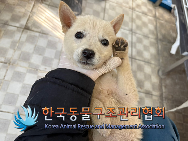 한국동물구조관리협회_441560202401376