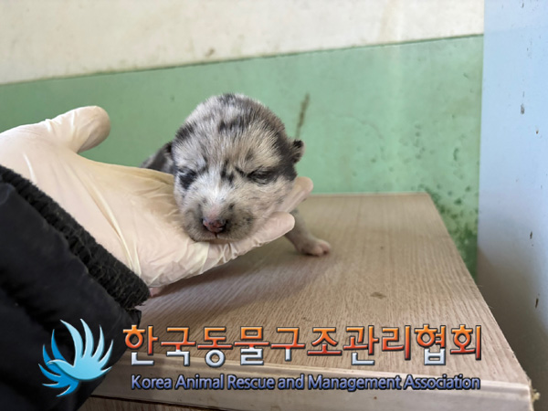 한국동물구조관리협회_441560202401368