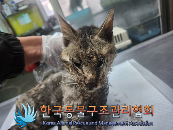 한국동물구조관리협회_441560202401366