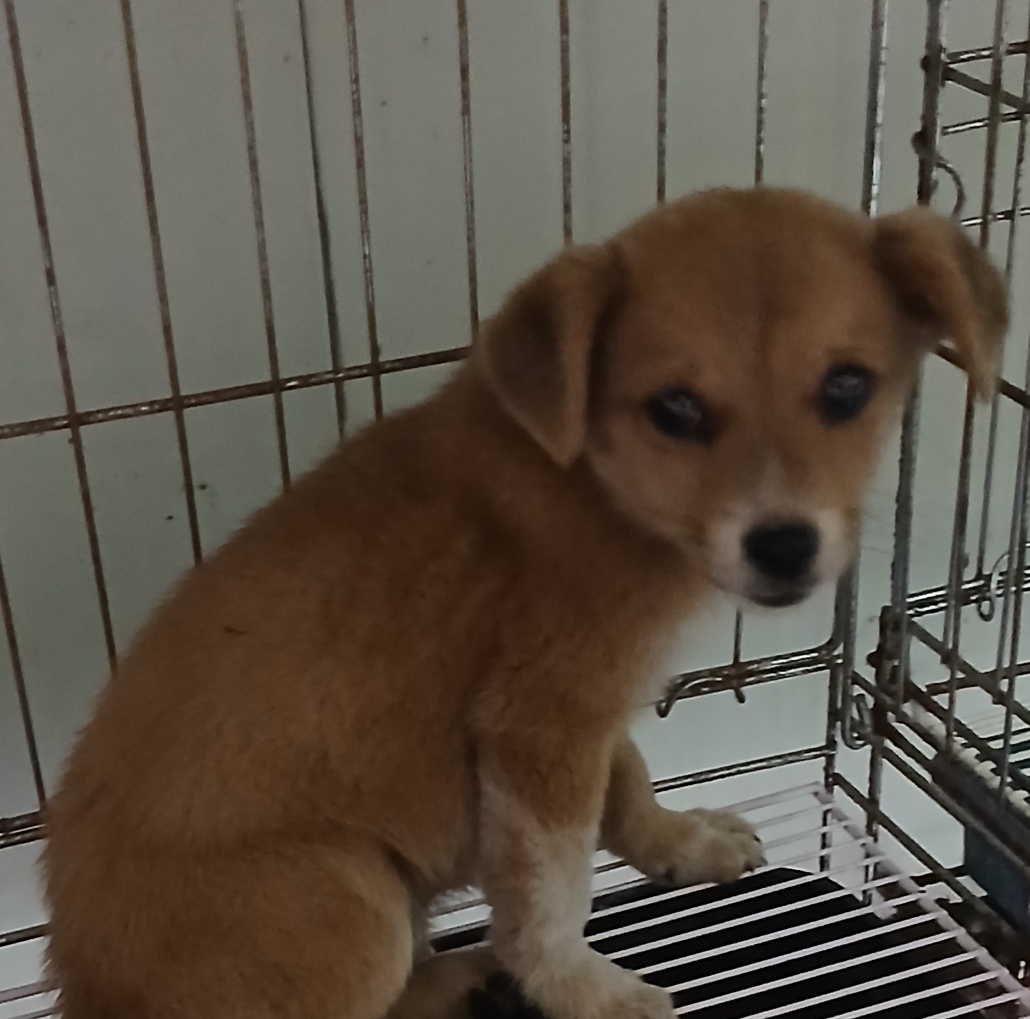 대구유기동물보호센터_427342202400931