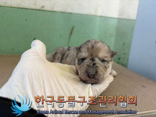 한국동물구조관리협회_441560202401373