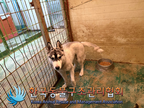 한국동물구조관리협회_411310202400671
