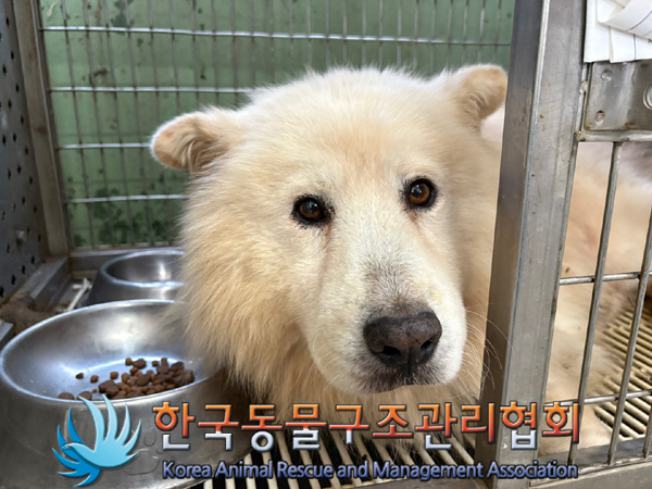 한국동물구조관리협회_441560202401367