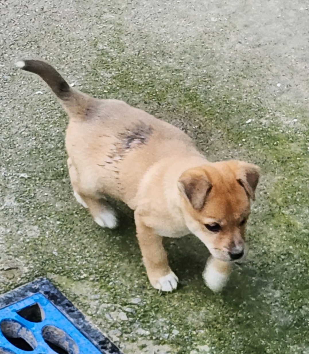 예산임시동물보호센터_444461202400705