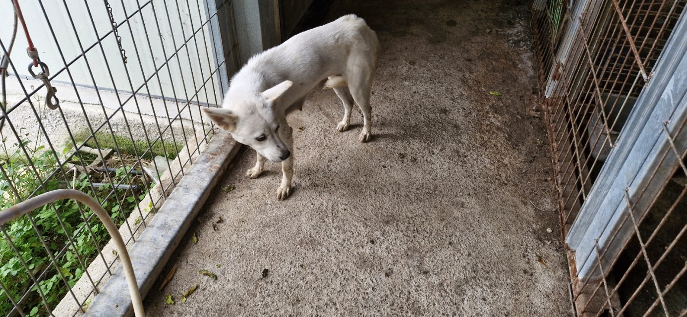 산청동물보호센터_448545202400372