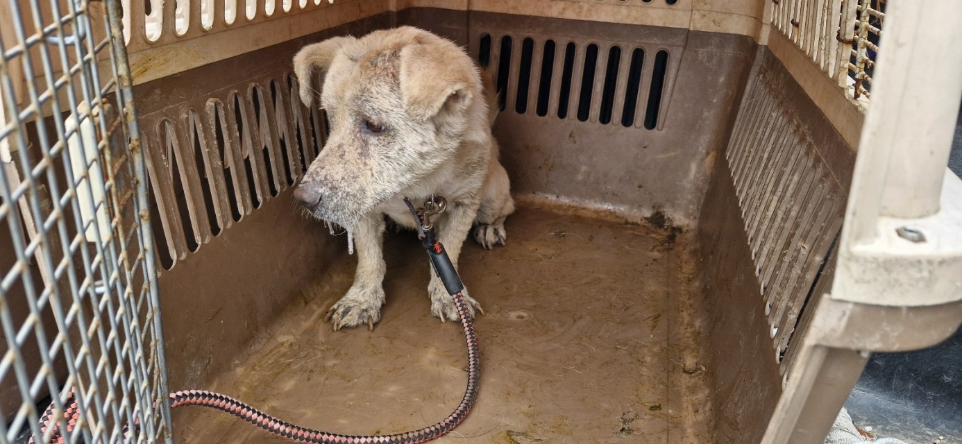 산청동물보호센터_448545202400375