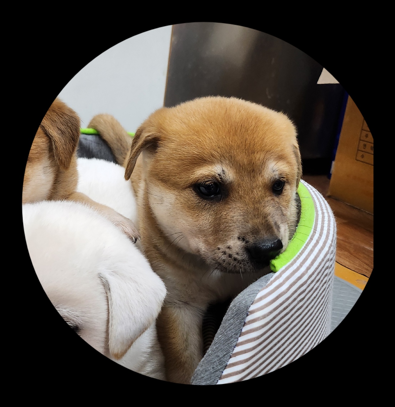 울산유기동물보호센터_431372202400668