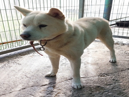 원주시동물보호센터_442419202400885