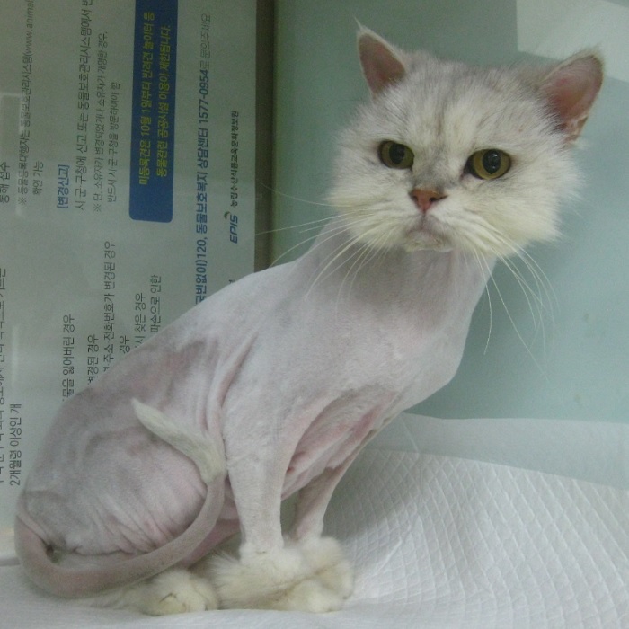 [고양이] 페르시안 울산-중구-2024-00387 유기동물 배경 이미지 입니다.