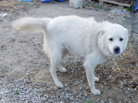 원주시동물보호센터_442419202400892