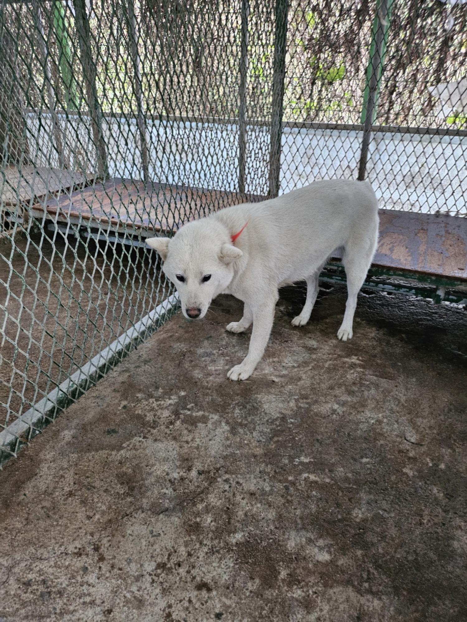영광동물보호센터_446497202400546