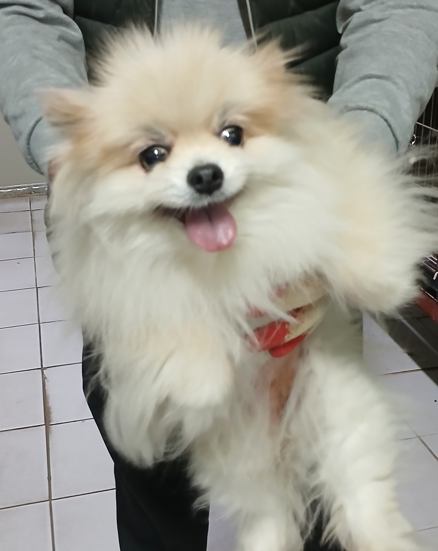 대구유기동물보호협회_427345202400755