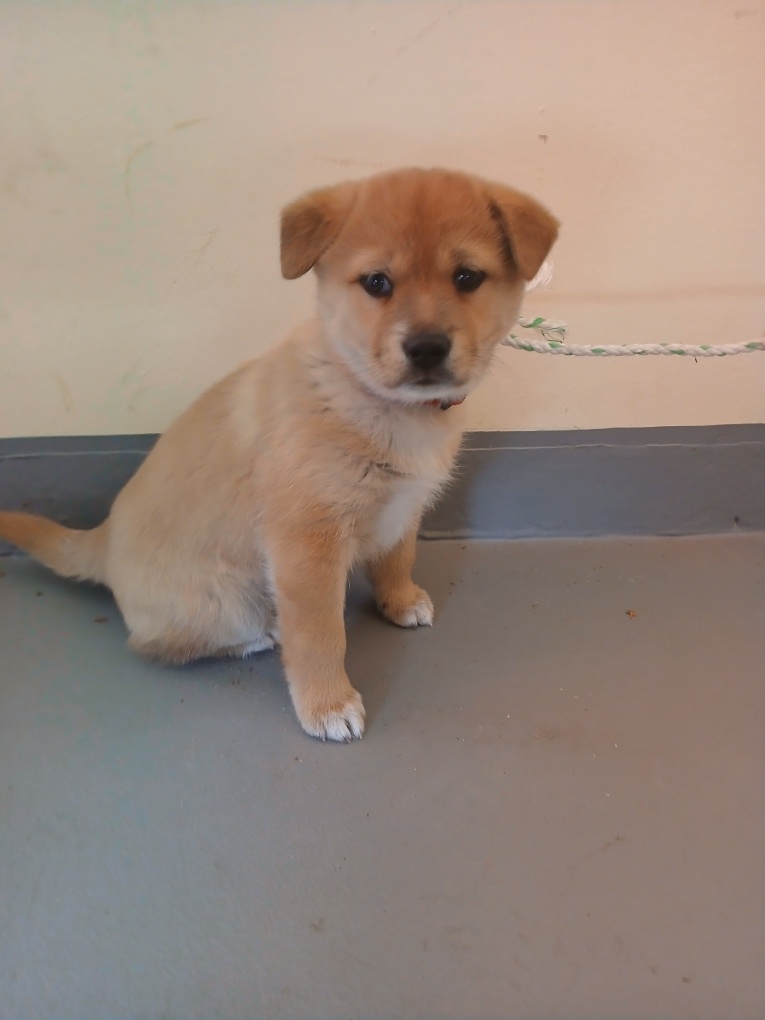 영광동물보호센터_446497202400548