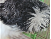 보호중 시츄의 가족…