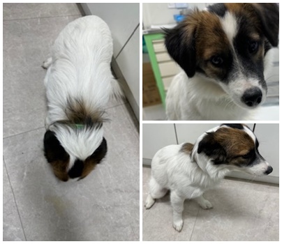 논산시 동물보호센터_444454202401106