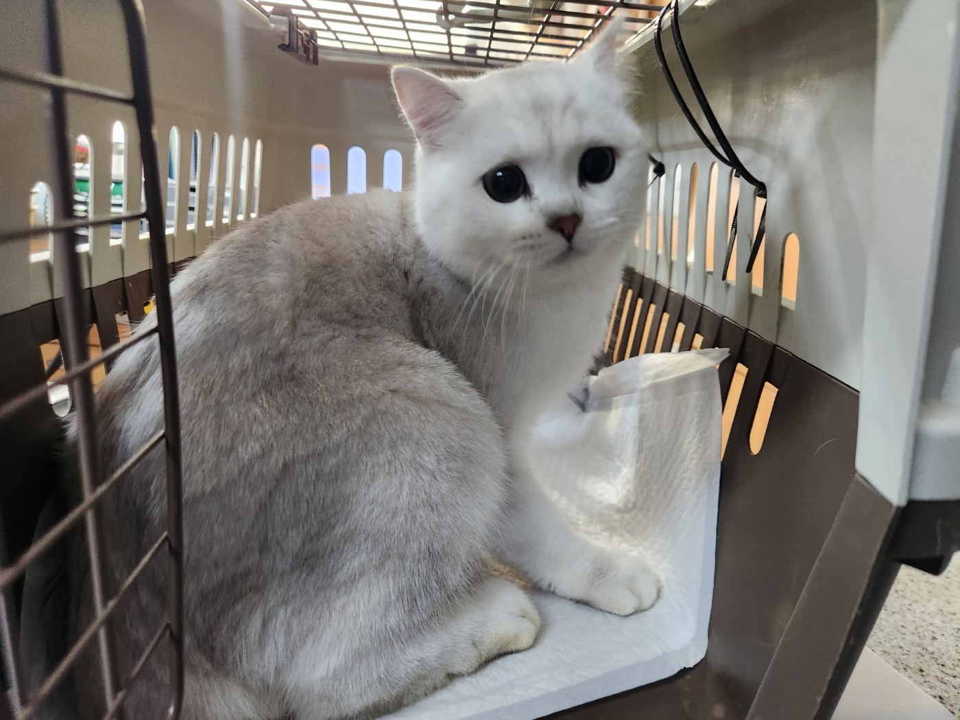 광주 동물보호소_429361202400688
