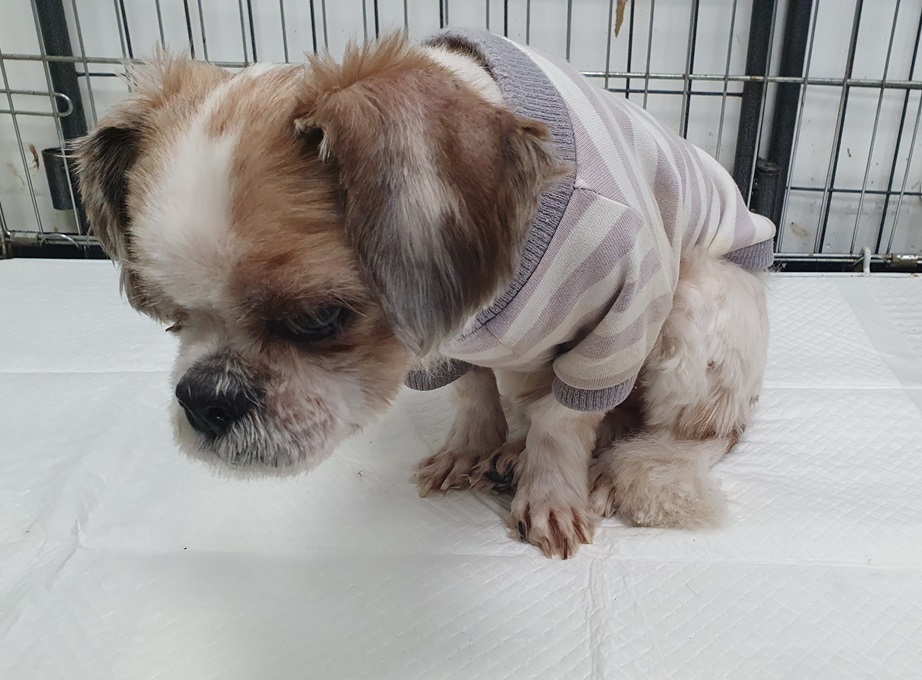 김천시 동물보호센터_447506202400440