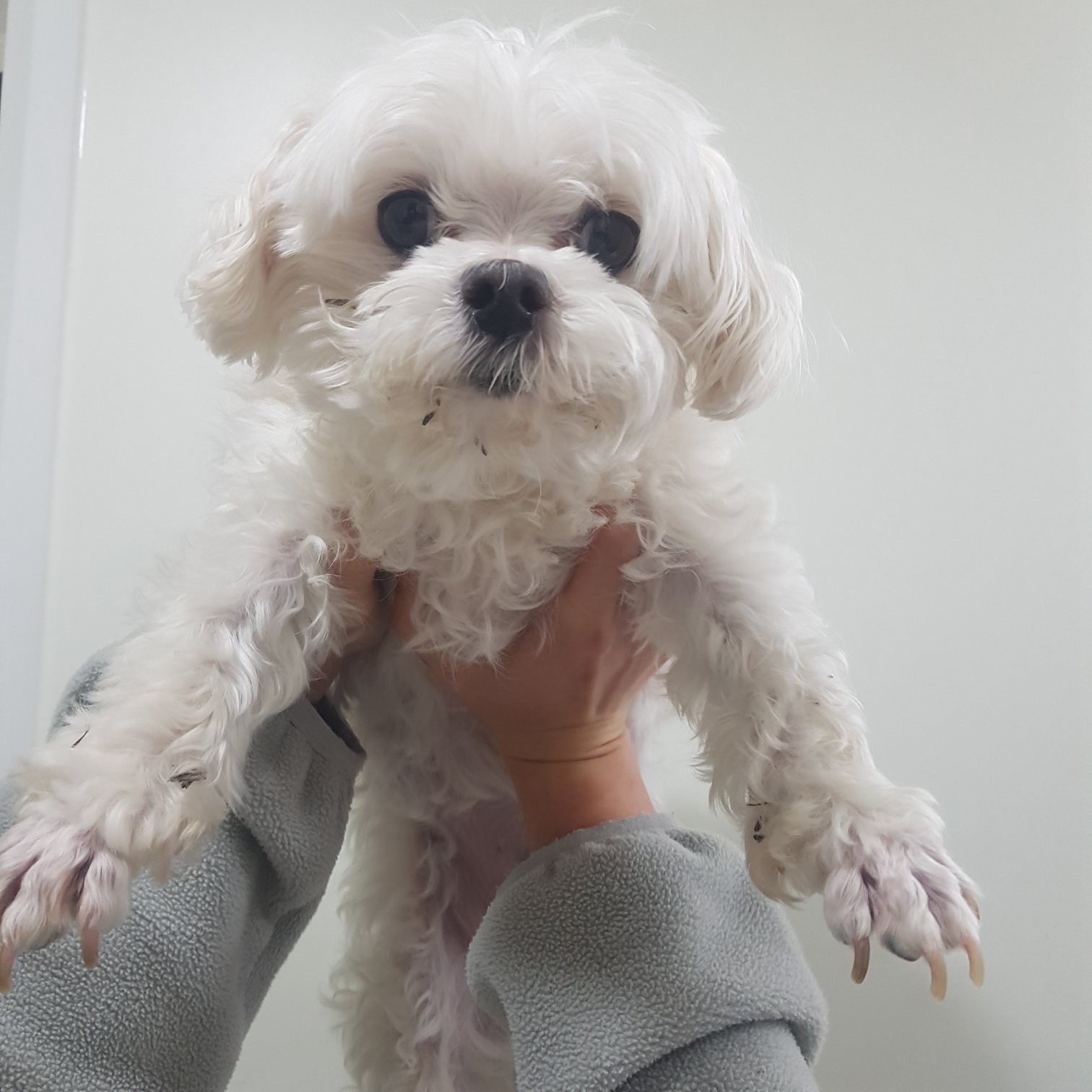 링크늘푸른동물병원_445464202403576