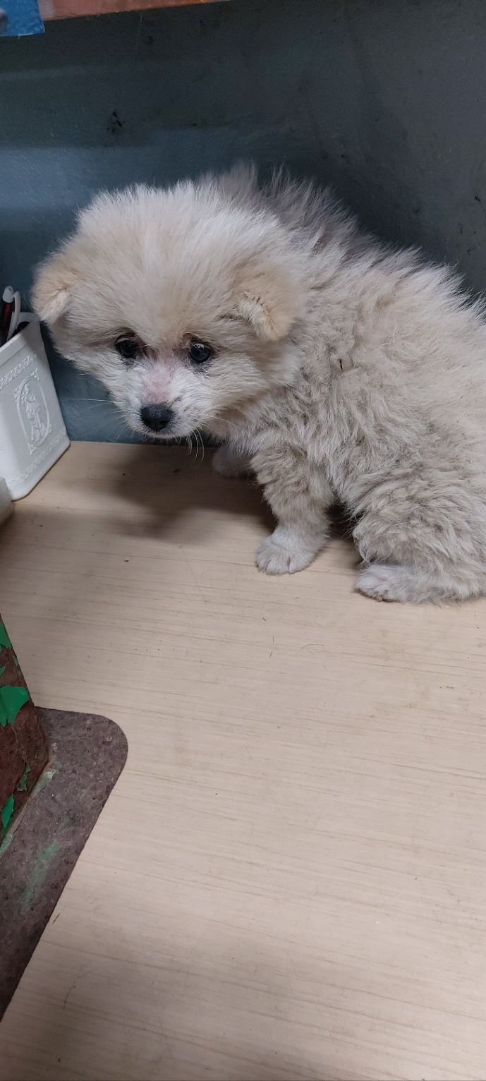 보령시유기동물보호소_444451202401245