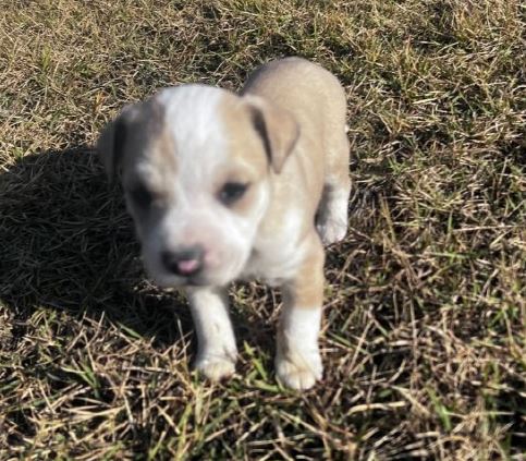 양양군유기동물보호소_442435202400227