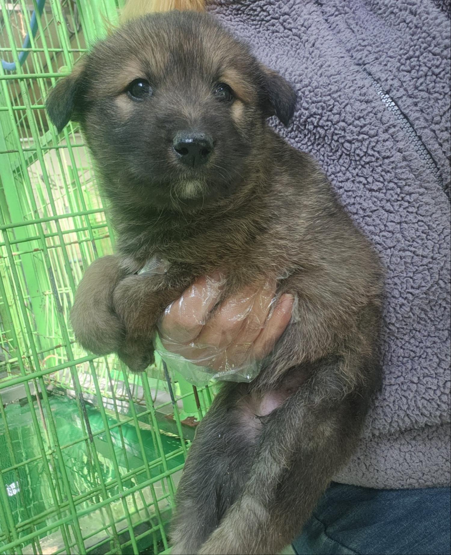 울산유기동물보호센터_431373202401872