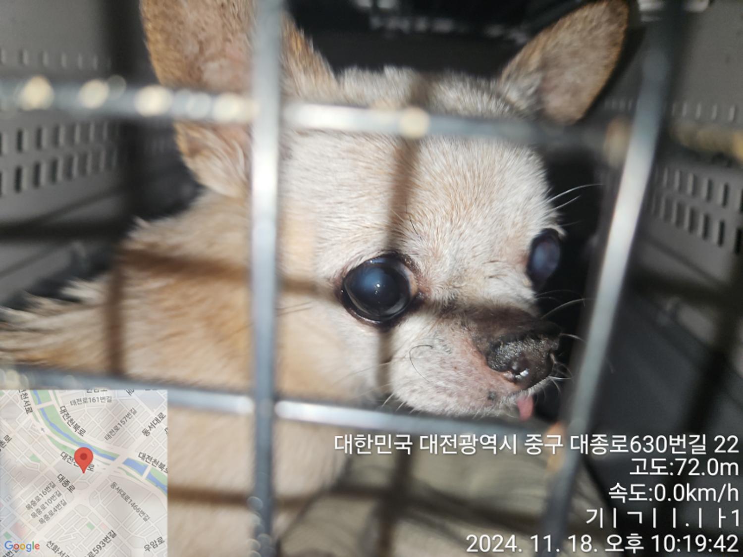 대전동물보호센터_430368202400562