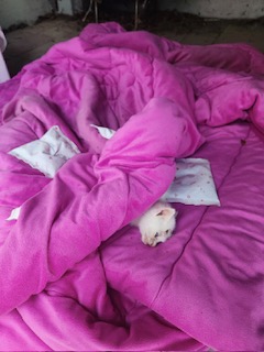 종료(자연사) 한국…