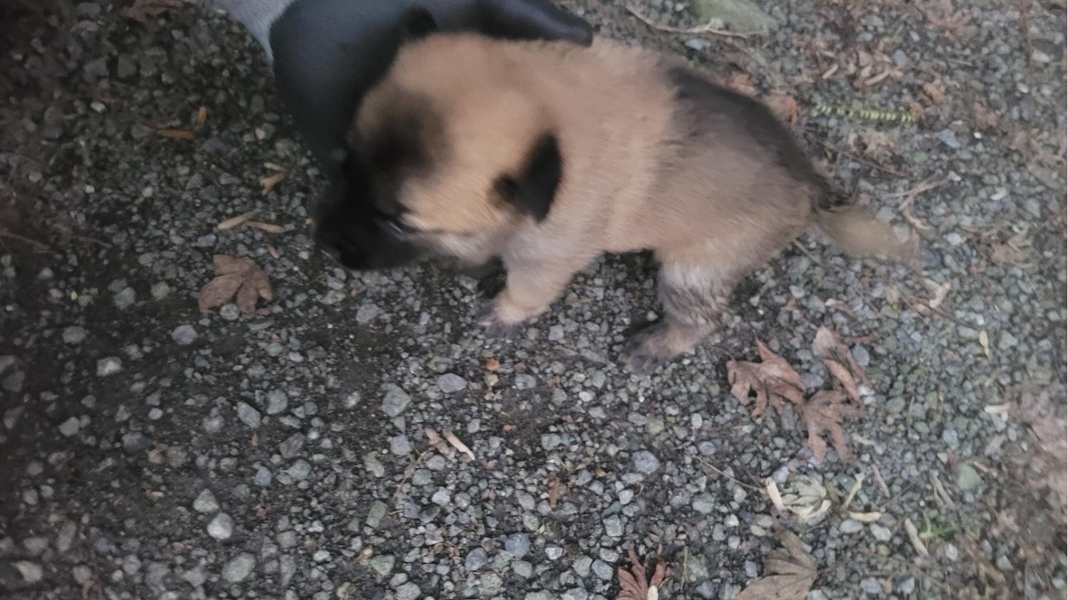 화순군유기동물보호소_446490202400193
