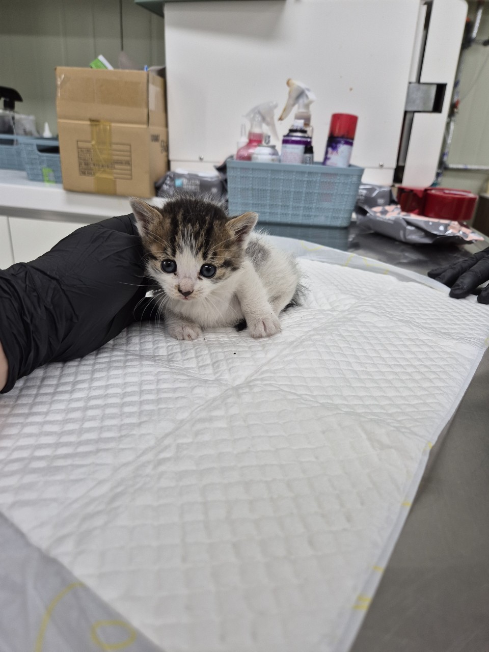 남양주시동물보호센터_441399202402891