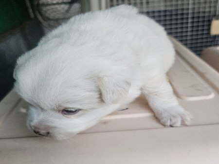 횡성유기동물보호센터_442426202400506