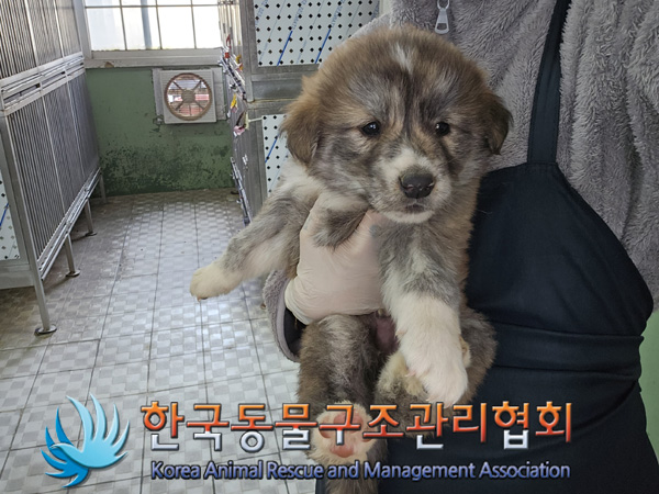 한국동물구조관리협회_441414202400998