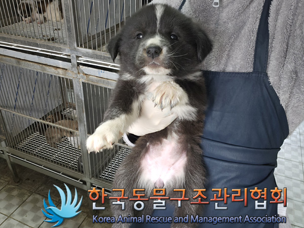 한국동물구조관리협회_441414202400994