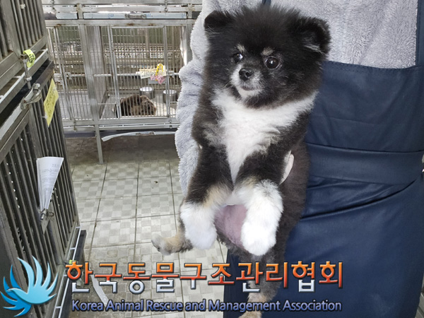 한국동물구조관리협회_411316202400876
