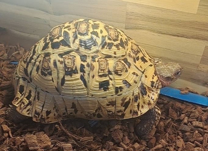 수원시 동물보호센터_441374202401485