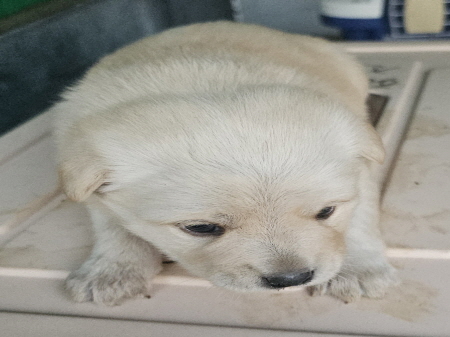 횡성유기동물보호센터_442426202400510