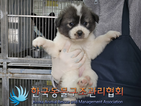 한국동물구조관리협회_441414202400995