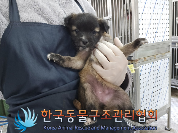 한국동물구조관리협회_441560202401381