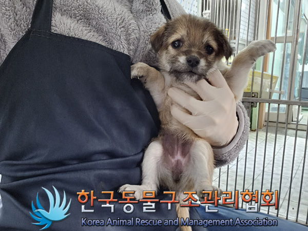 한국동물구조관리협회_441560202401383