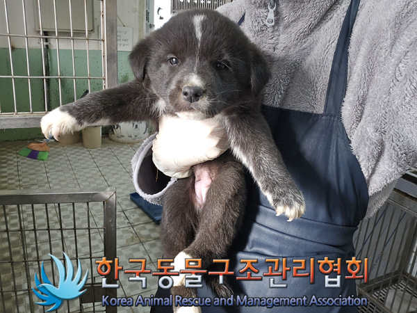 한국동물구조관리협회_441414202400988