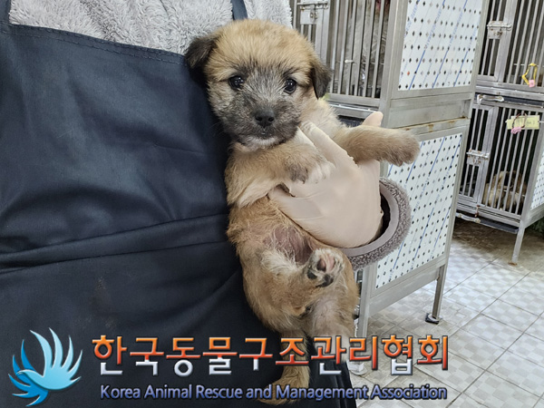 한국동물구조관리협회_441560202401382