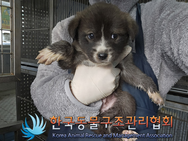 한국동물구조관리협회_441414202400989