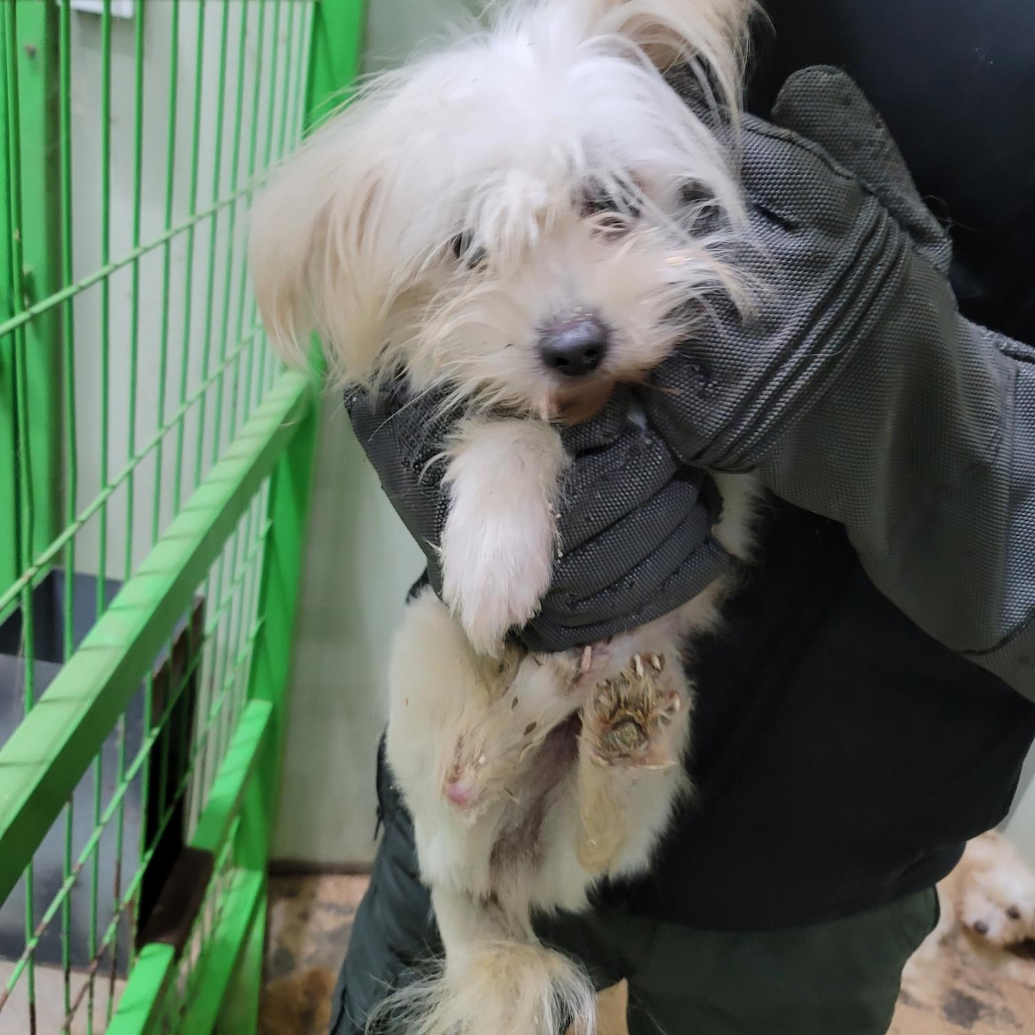 평택시유기동물보호소_441391202403394