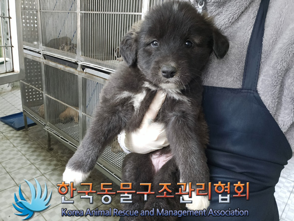 한국동물구조관리협회_441414202400992