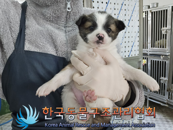 한국동물구조관리협회_441560202401380
