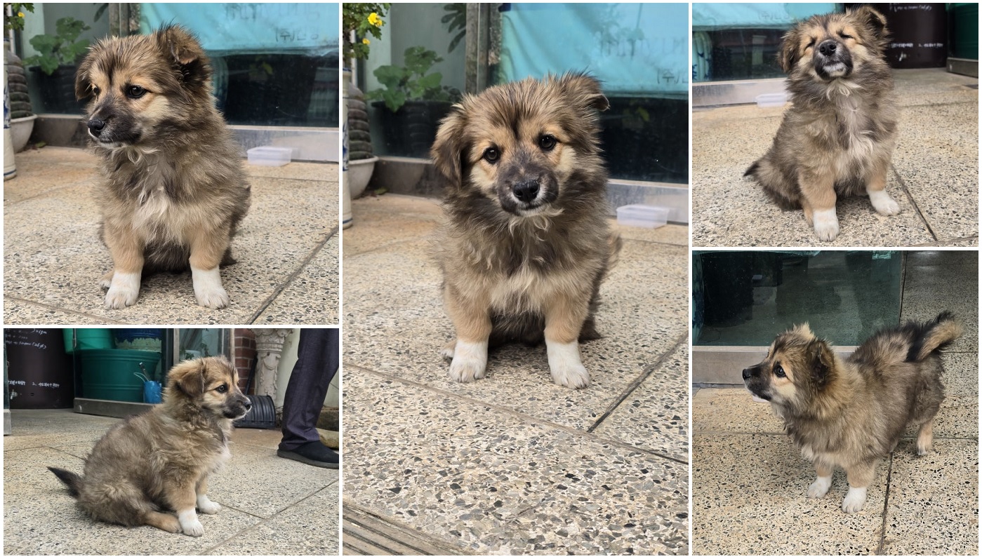 무안군유기동물보호소_446495202400531
