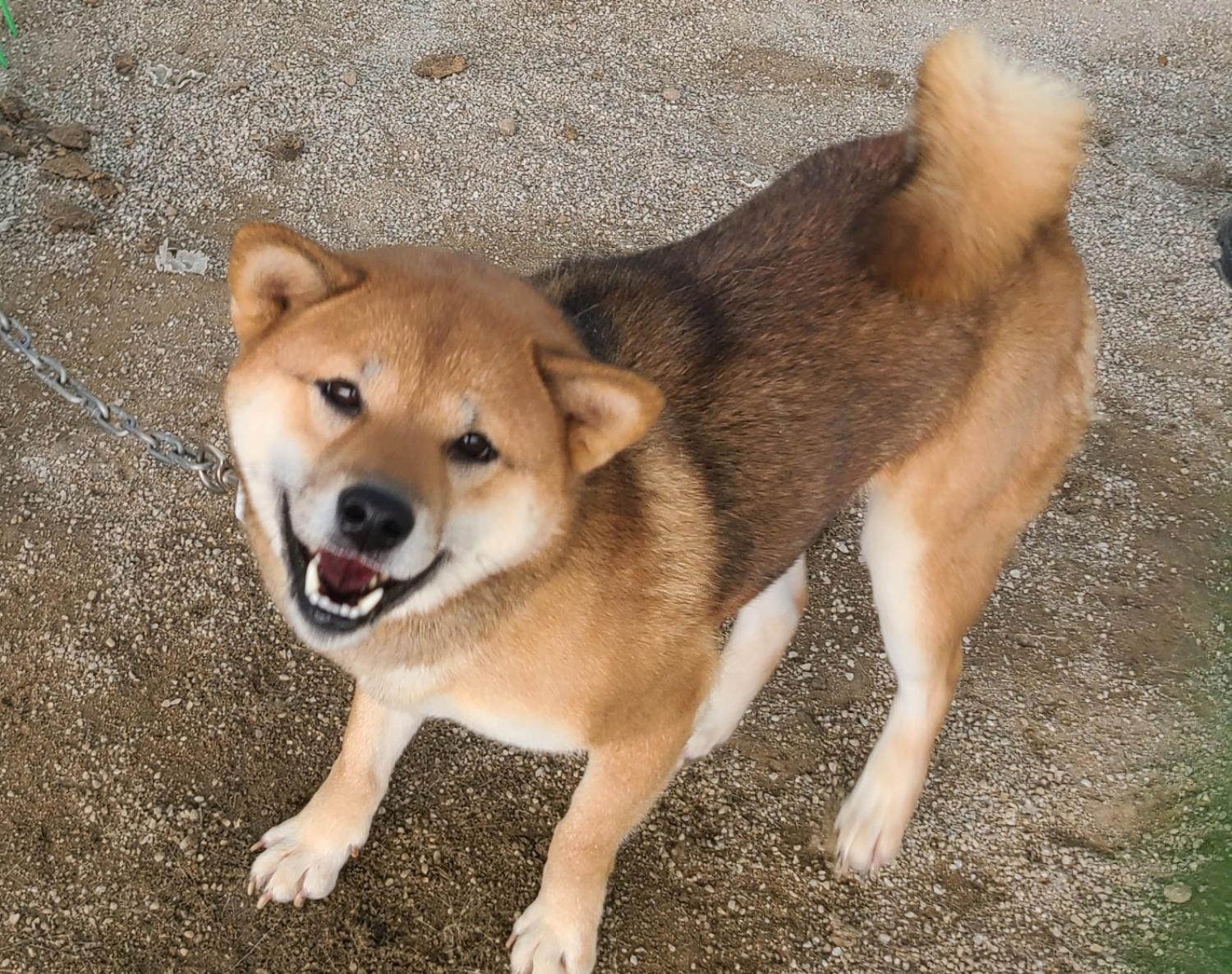 푸른곡성21동물보호소_446486202400437